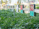 Tomaten