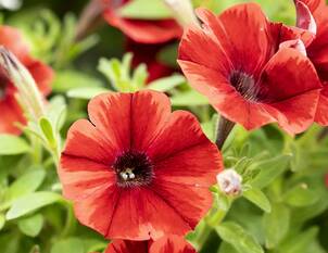 Petunie – Petunia