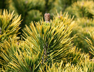 Goldgelbe Legföhre – Pinus mugo 'Wintergold'