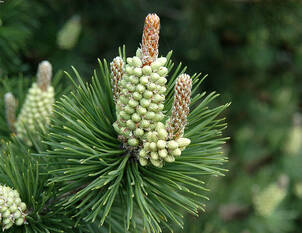 Bergföhre – Pinus mugo