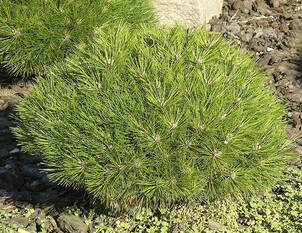 Kugelföhre – Pinus nigra 'Pierrick Brégeon'