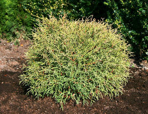 Kugellebensbaum – Thuja-occidentalis 'Mr. Bowling-Ball'