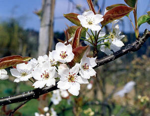 Birne Benita