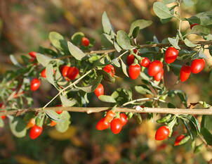 Goji-Beere – Lycium barbarum