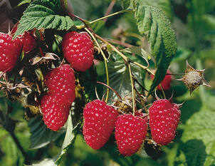 Himbeere Elida®