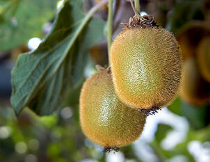 Kiwi – Actinidia