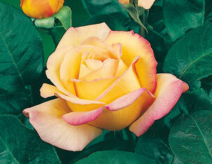 Rose Mme A. Meilland – Die Geschichte