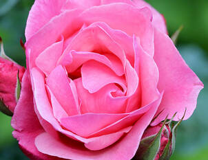 Rosen und Frauen