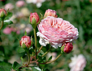 Rosen und Männer – Rosenkavaliere