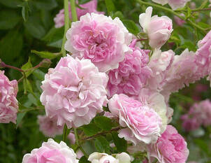 Stammrosen