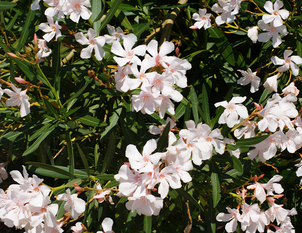 Oleander – Nerium oleander
