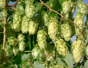 Hopfen 'Golden Princess®'