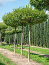 Carpinus betulus