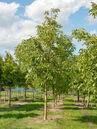 Juglans regia