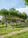 Pinus pinea