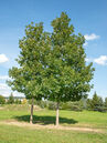 Quercus frainetto