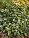 Kissenschneeball, Viburnum davidii, ist ein immergrüner, kompakt wachsender Schneeball und für Unterpflanzungen und Gefässe geeignet.