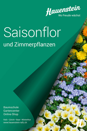 Hauenstein «Saisonflor und Zimmerpflanzen»