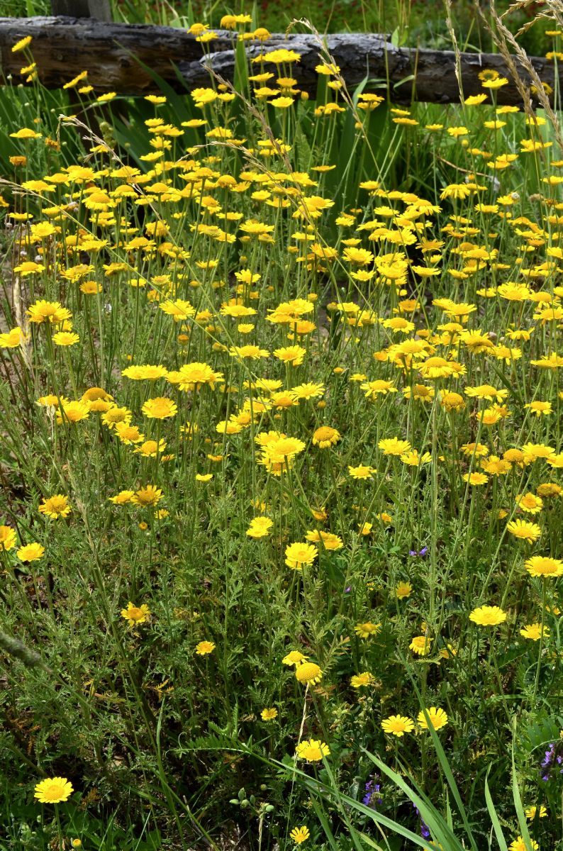 F Rberkamille Anthemis Tinctoria Hauenstein Ag