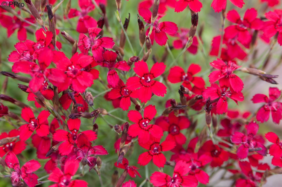 Heidenelke Flashing Light Dianthus Deltoides Flashing Light