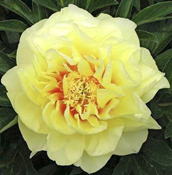 Pfingstrose Itoh Hybride Bartzella Paeonia Itoh Bartzella Hauenstein Ag