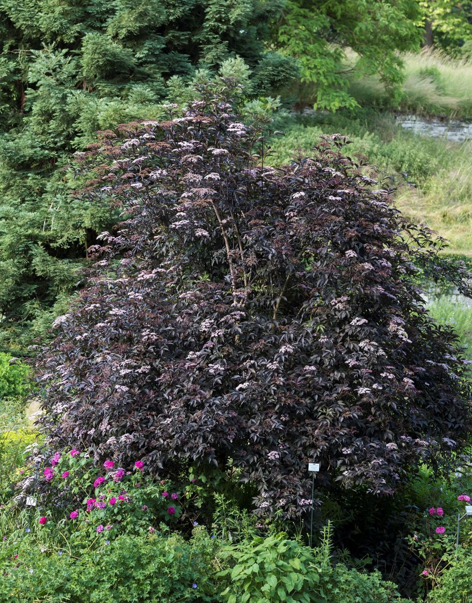 Rotbl Ttriger Holunder Black Beauty Sambucus Nigra Black Beauty