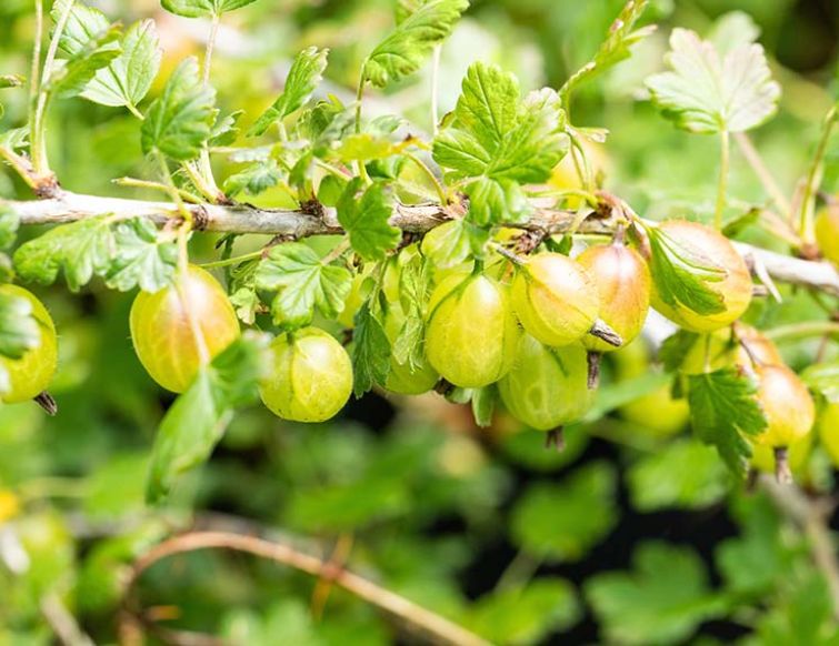 Stachelbeere – Ribes uva-crispa
