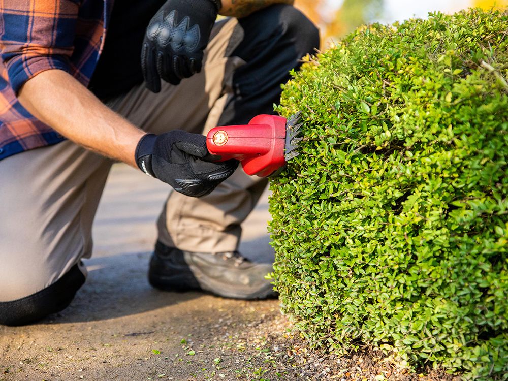 Zeit für den Gehölzschnitt: Bringen Sie Ihren Garten in Form!