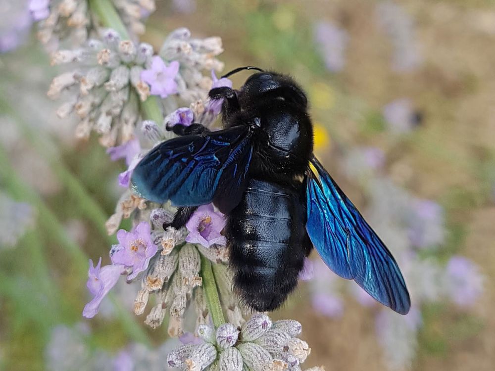 Kinderkurs: Nützliche Insekten im Garten. Eddie-Kurse speziell für Kinder von 6 bis 10 Jahren