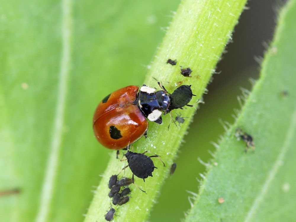 Kompaktkurs: Biologisch gärtnern. Informieren Sie sich kurz und prägnant über biologisches Gärtnern.