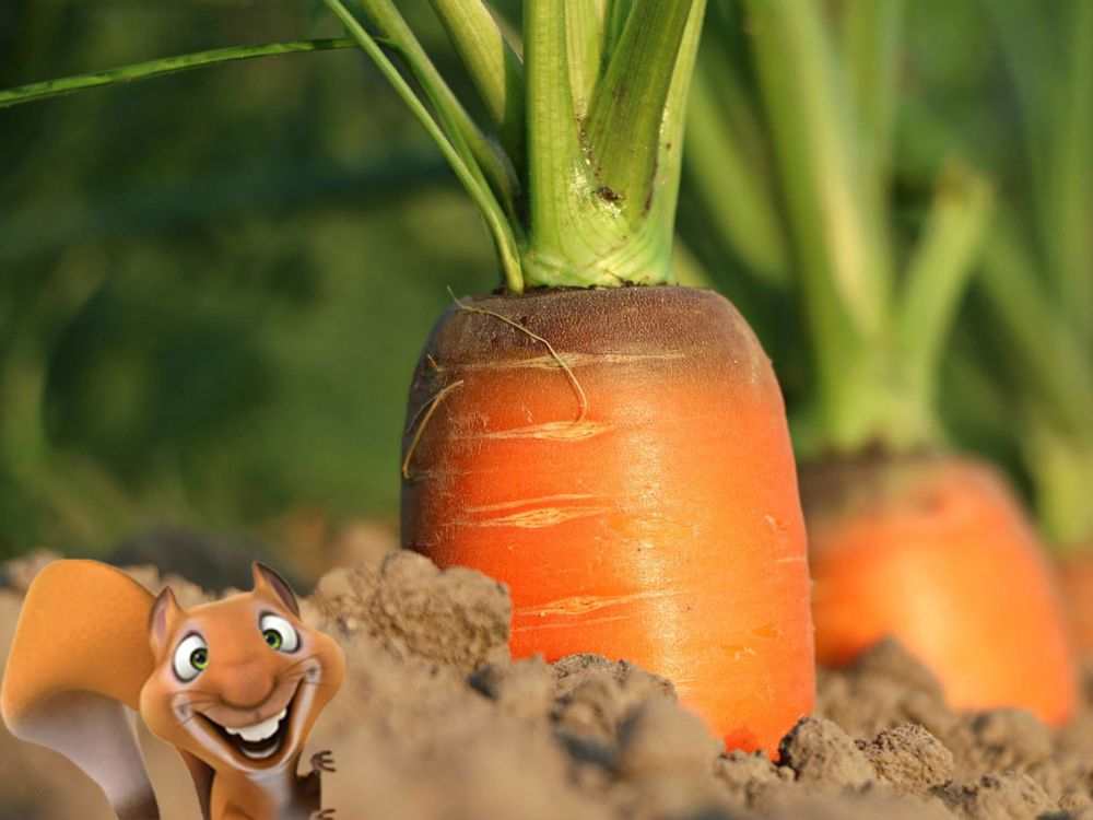 Kinderkurs: Herbsternte Eddie-Kurse speziell für Kinder von 6 bis 10 Jahren