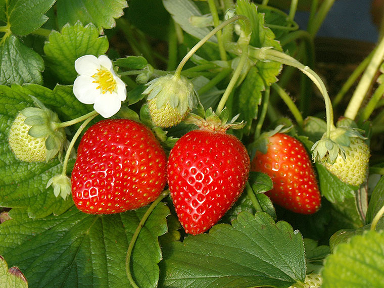 Videoanleitung: Pflanzung Und Pflege Von Erdbeeren | Hauenstein AG