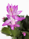 Schlumbergera bridgesii 'Thor'