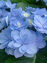 Hydrangea macrophylla 'Romance'