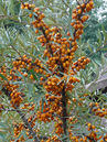 Früchte des Hippophae rhamnoides 'Leikora'
