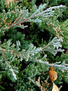 Juniperus horizontalis 'Blue Chip' Foto © PlantaPro