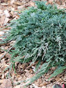 Juniperus horizontalis 'Icee Blue' Foto © Günter Diekmann