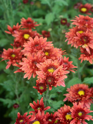 Die Blüten der Chrysanthemen sind meistens gelb, orange, rot, rosa oder weiss, es werden jedoch auch zweifarbige Sorten kultiviert.