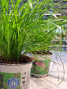 Neben Cyperus zumula werden oftmals Gräser wie Weizenkeimgras, Roggen, Hafer oder Gerste als Katzengras verkauft.