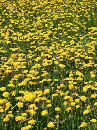 Taraxacum officinale