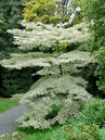 Cornus controversa 'Variegata'
