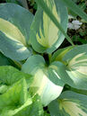 Hosta sieboldiana 'Great Expectations'