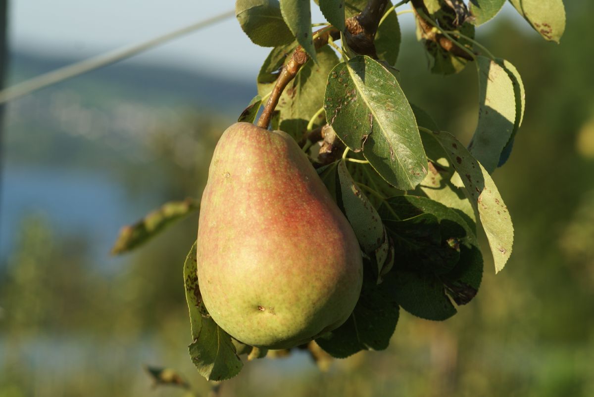 Frühe Morettini Birne