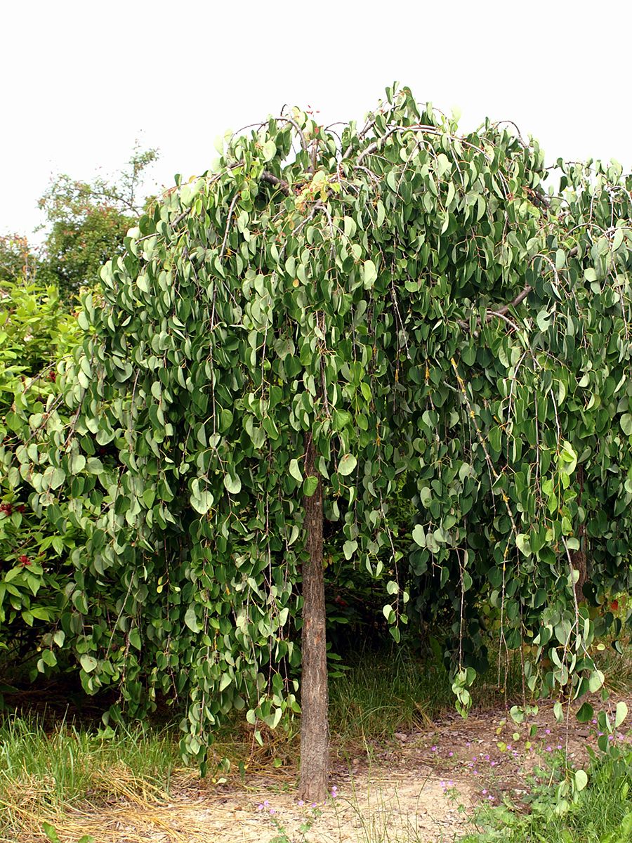 Hängekuchenbaum Pendulum