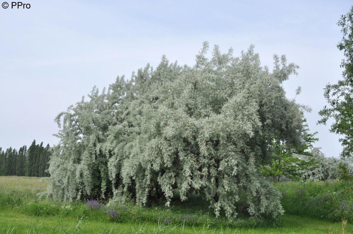 Schmalblättrige Ölweide