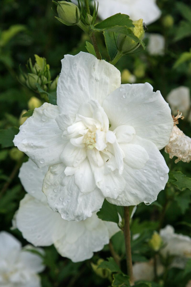 Hibiskus White Chiffon®