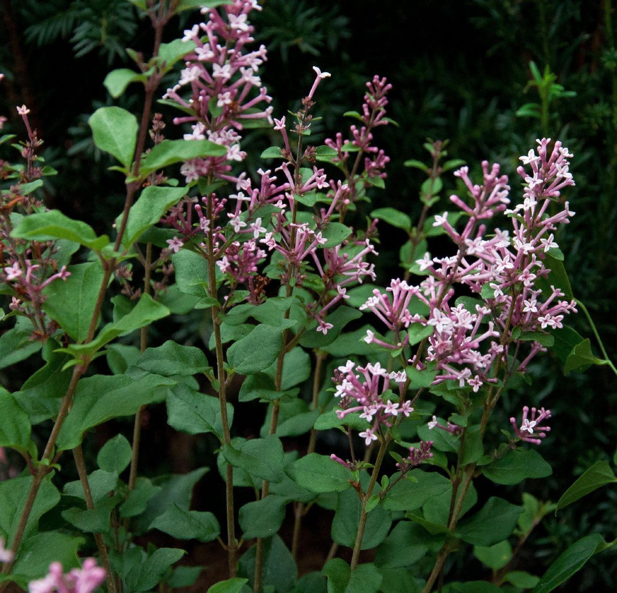 Zwergduftflieder Pink Perfume(S)