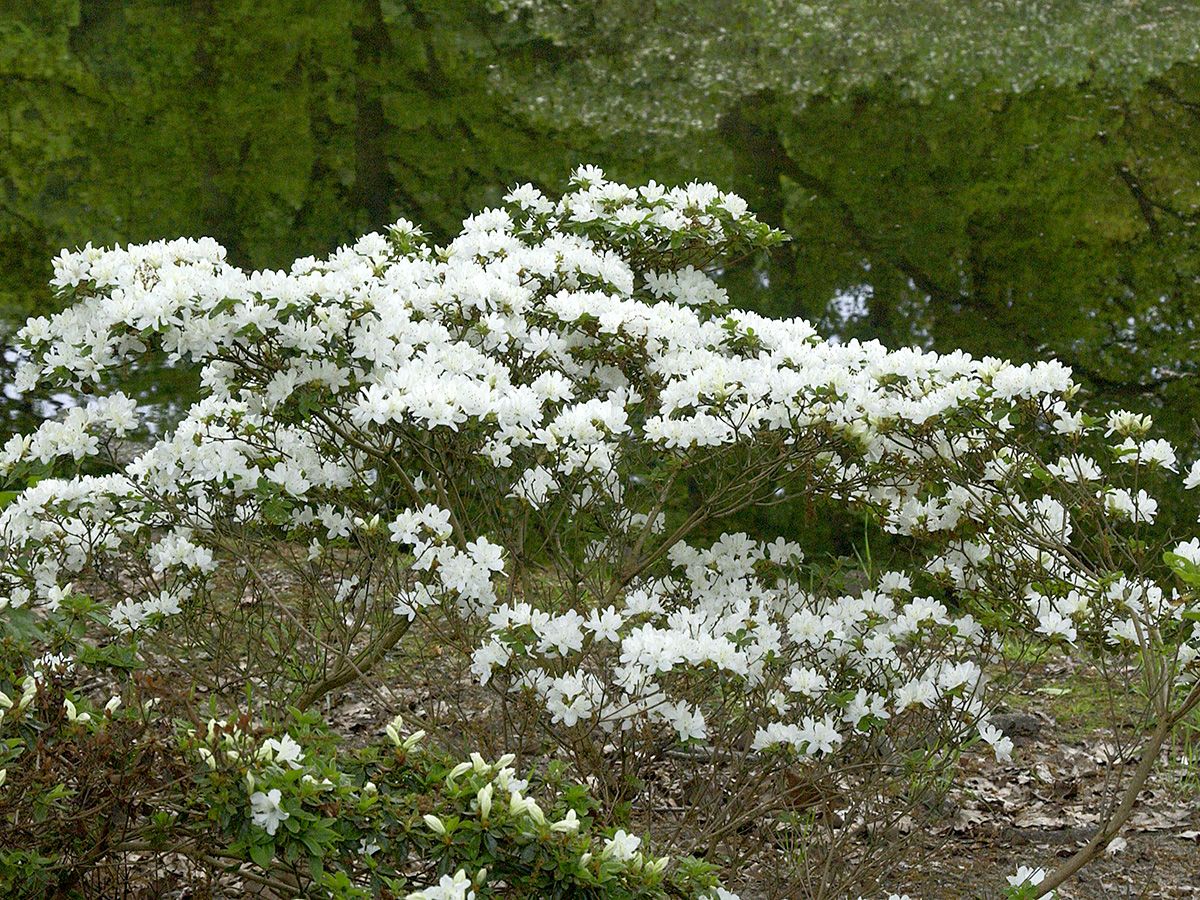 Japanische Azalee Kermesina Alba