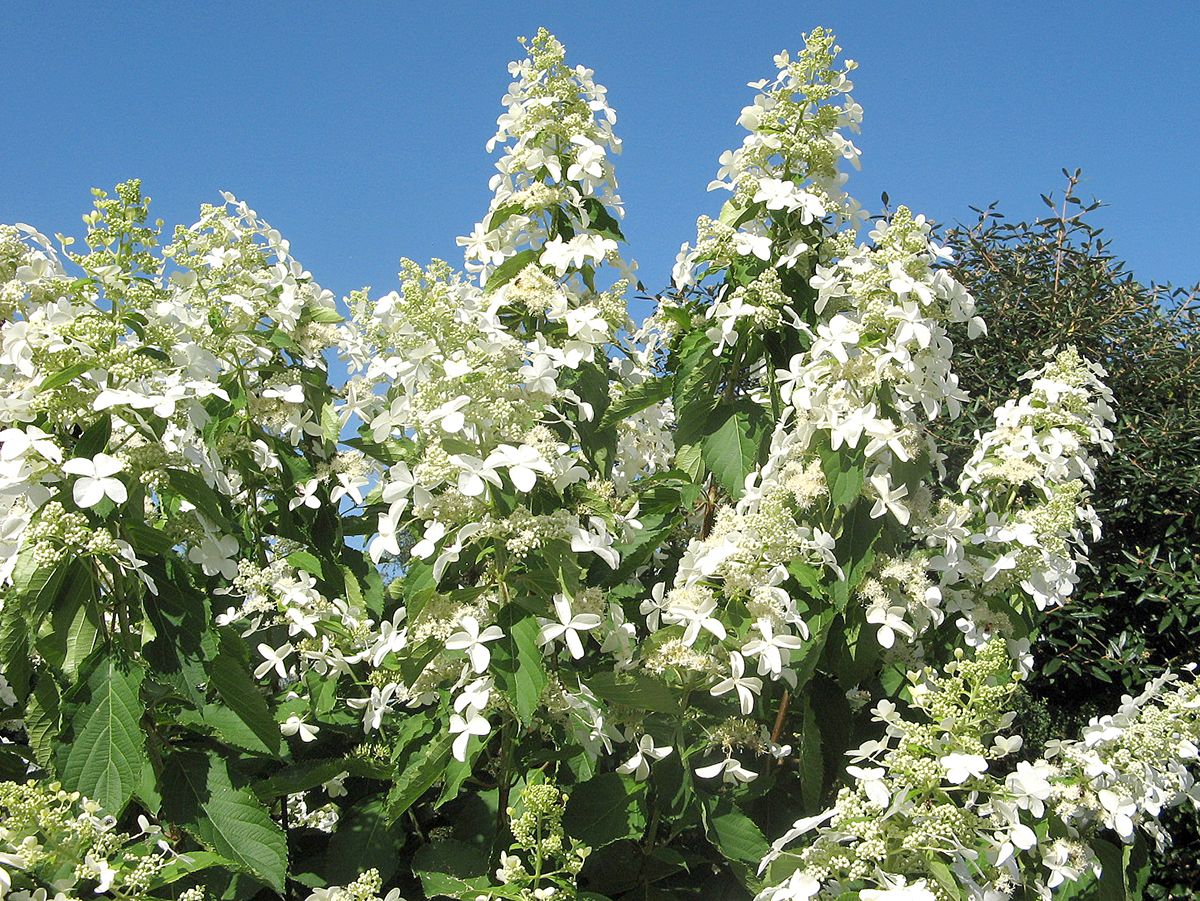 Rispenhortensie Kyushu