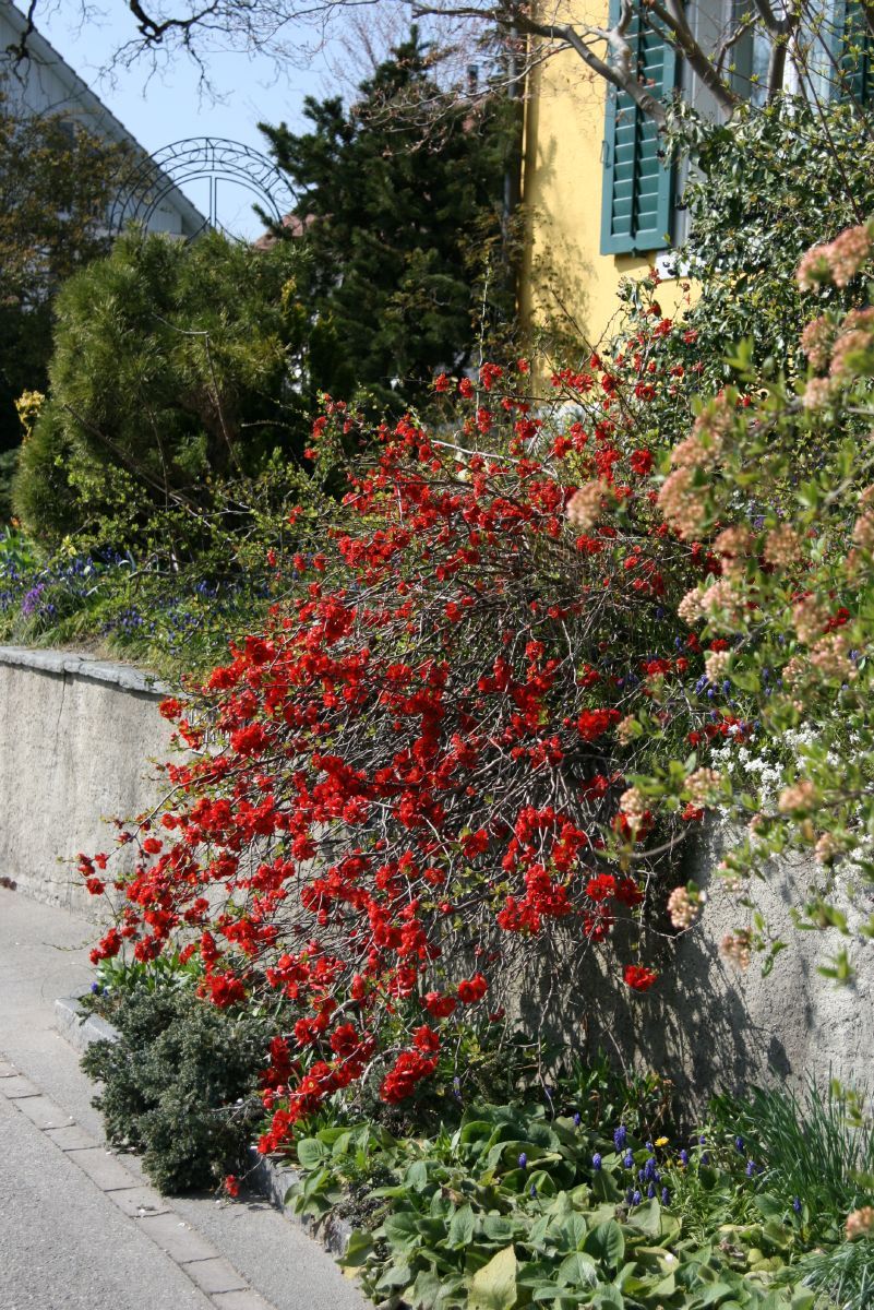 Zierquitte Crimson and Gold